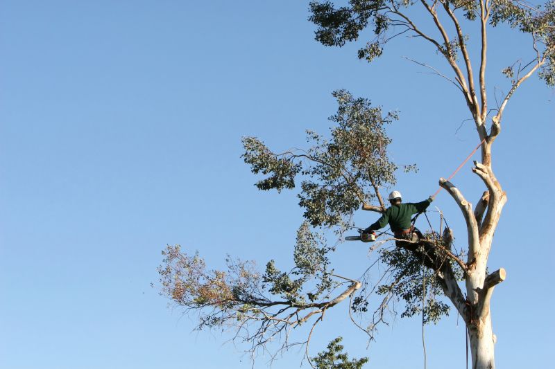 Safety in Tree Trimming