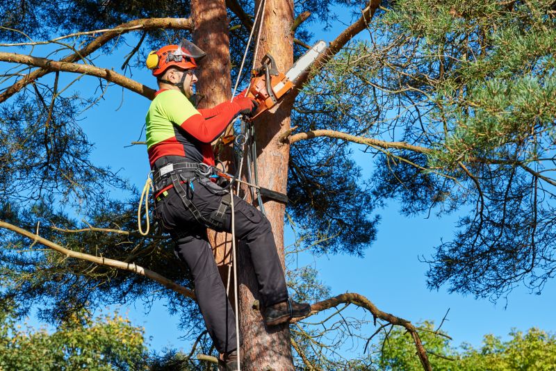 Tree Inspection Specialists